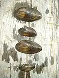 Grande moule d'eau douce (Unio tumidus).