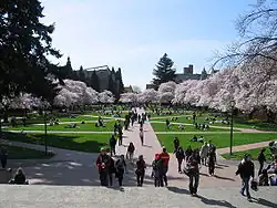  Le quad, grande étendue de pelouse entourée de cerisiers, au centre du campus
