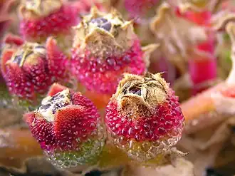 Détail de fruit en formation.