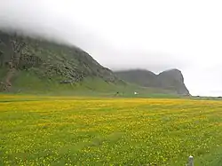 Prairies en juin