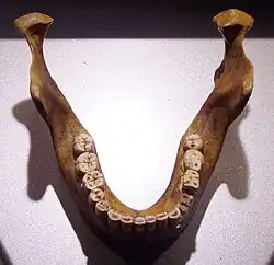 Autre image d'une réplique de la mandibule où on note le large espace disponible pour les dents, comme le constate Schoetensack.
