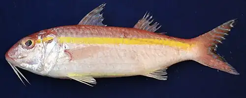 Upeneus moluccensis
