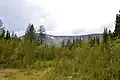 Forêt.