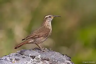 Description de l'image Upucerthia saturatior - Patagonian Forest Earthcreeper.jpg.