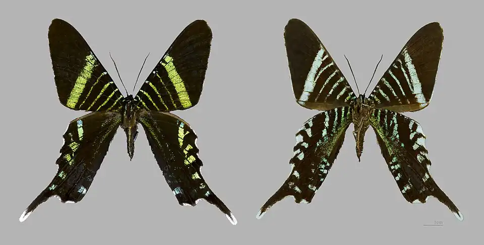Urania fulgens