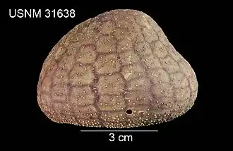 Urechinus reticulatus (espèce actuelle abyssale, famille des Urechinidae).