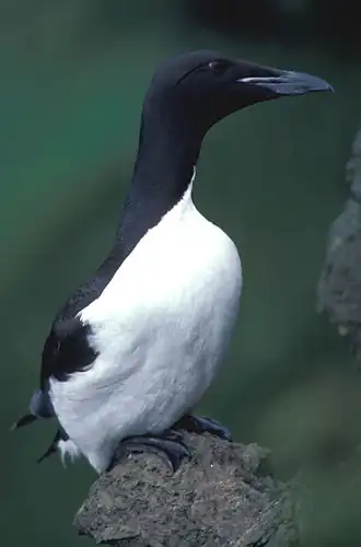 Photographie en couleurs d'un oiseau de mer.