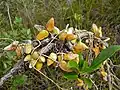 Plante succulente Apocynaceae Dischidia rafflesiana