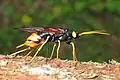 Urocerus gigas (Siricoidea)