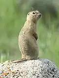Un spermophile de Richardson dans le parc national des Prairies. Juin 2023.