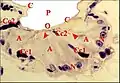 Fig.23 - Uroctea durandi, organe pharyngien de Millot, dit organe du goût, en fait glande segmentaire. Coupe frontale. A, adénocytes ; C, cuticule du pharynx ;  Cc1, cellule canaliculaire proximale ; Cc2,  cellule canaliculaire distale ; N, noyau adénocytaire ; O, orifices excréteurs ; P, cavité du pharynx. Flèches : canalicules récepteurs et appareils terminaux.