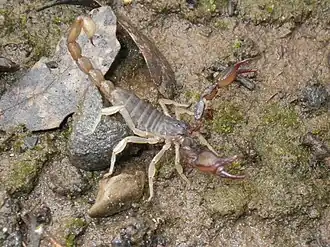 Description de l'image Uroctonus mordax.jpg.