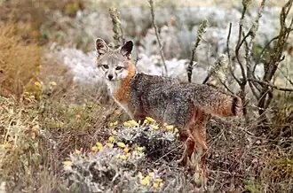 Renard gris insulaire.
