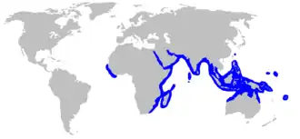 Description de l'image Urogymnus asperrimus rangemap.png.