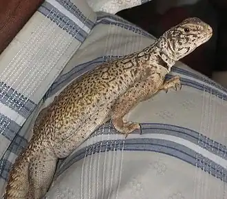 Description de l'image Uromastyx benti 118156282.jpg.