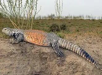 Description de l'image Uromastyx loricata.jpeg.