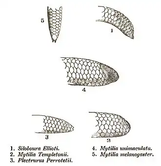 Description de l'image UropeltidTails.jpg.