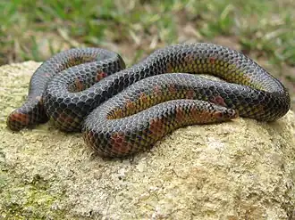 Description de l'image Uropeltis maculata is a borrowing snake from South India.jpg.