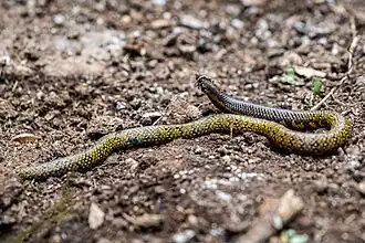 Description de l'image Uropeltis woodmasoni.jpg.