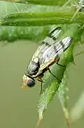 Urophora stylata