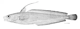 Urophycis chuss