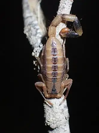 Description de l'image Uroplectes otjimbinguensis.jpg.