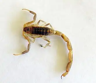Description de l'image Uroplectes triangulifer00.jpg.