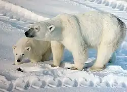 Ours blanc femelle et son ourson à Churchill, au Manitoba. La mère porte une puce RFID dans l'oreille.