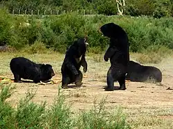 Ours noir d'Asie.