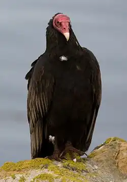 Cathartiformes