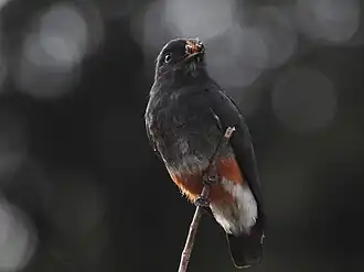 Description de l'image Urubuzinho (Chelidoptera tenebrosa) as margens do rio Araguari (Floresta Nacional de Amapá).jpg.