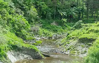 Uruti