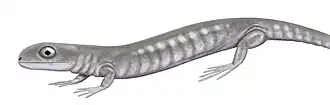 Utaherpeton.