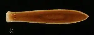 Uteriporus vulgaris (Uteriporidae, Maricola)