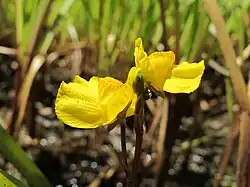 Fleurs d'Utriculaire citrine.