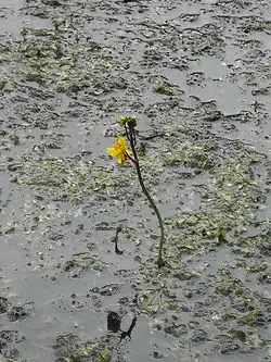 Utriculaire (Utricularia vulgaris)
