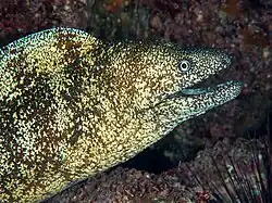 Gymnothorax kidako