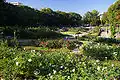 Jardin de roses