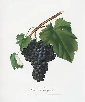 Raisin canaiolo.
