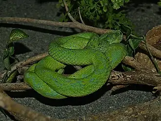 Description de l'image Víbora de pestañas del Merendón, Merendon palm-pitviper (Bothriechis thalassinus), Serpentario en Zoológico El Picacho.jpg.