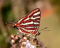 Spindasis vulcanus (Inde).