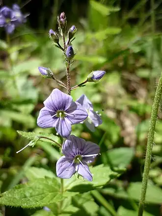 Description de l'image VERONICA PONAE - ESTANA - IB-633 (Verònica de pona).JPG.