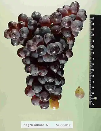 Negroamaro