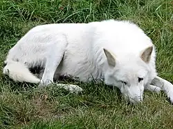 Loup de Vancouver(C. l. crassodon)