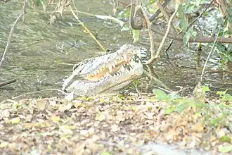 Crocodile d'Antagnavo.