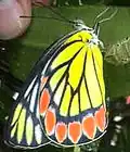 imago