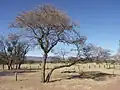 Terminalia sericea avec son feuillage d'hiver.