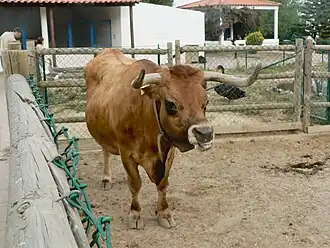 Image illustrative de l’article Barrosã