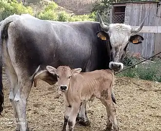 Vache Podolica et son veau.