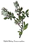 Vaccinium corymbosum se dresse sur une succession d'axe orthotropes alors que la partie distale prend une forme plagiotrope.